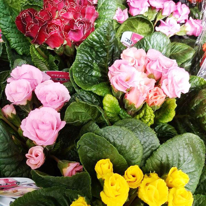 南三陸町の仮設住宅へ花の鉢植えをお届けしました