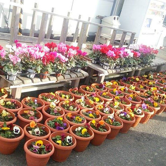 南三陸町の仮設住宅へ花の鉢植えをお届けしました