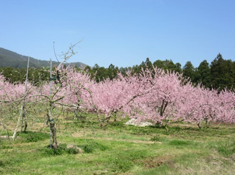 陸前高田市の仮設住宅の敬老会へ食事などをお届けしました