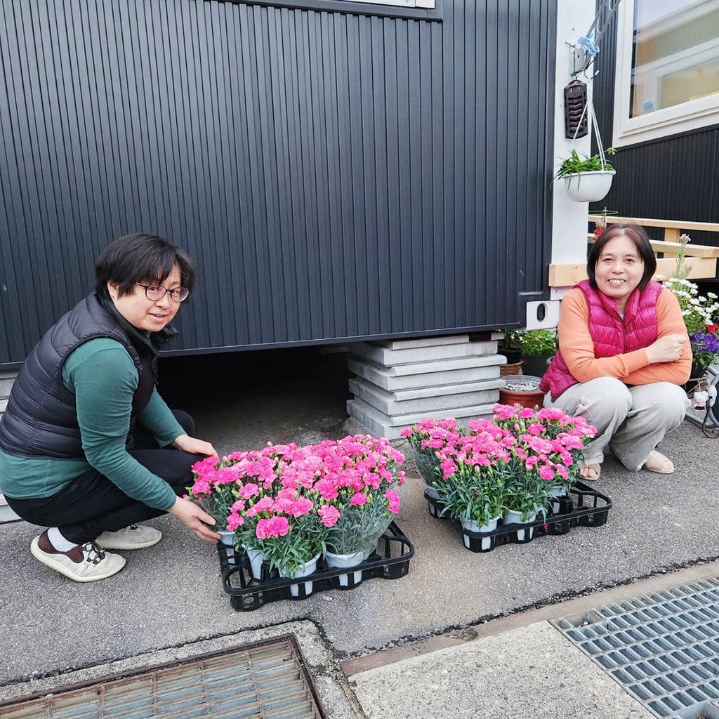 七尾市能登島の仮設住宅へ花の鉢植えをお届けしました
