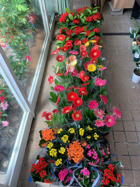 輪島市河原田公民館の夏祭りへ飲みものとプレゼントの花の鉢植えをお届けしました