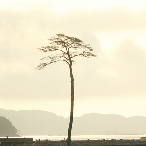 Rikuzentakata city, Japan